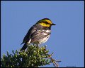 _6SB9772 golden-cheeked warbler
